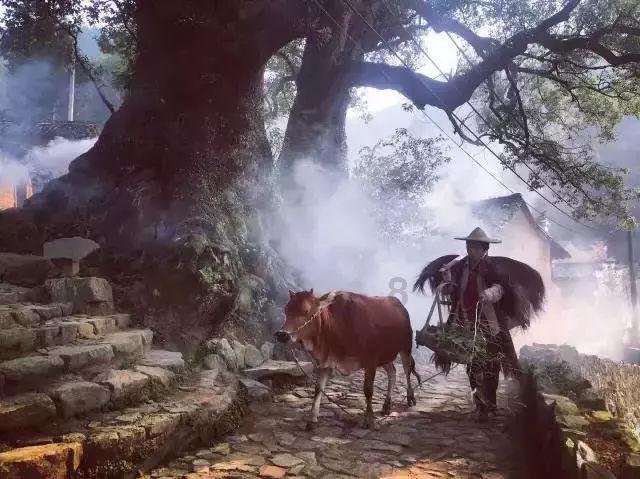 虫虫助手下载